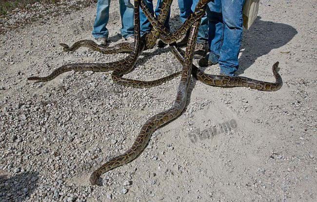 美国佛里达州举办蟒蛇挑战活动