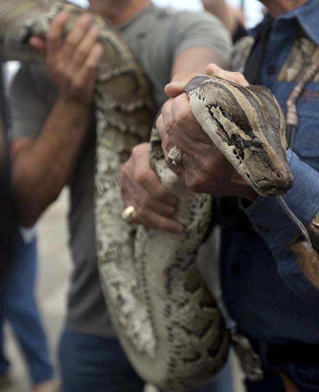 蟒蛇挑战（florida python）