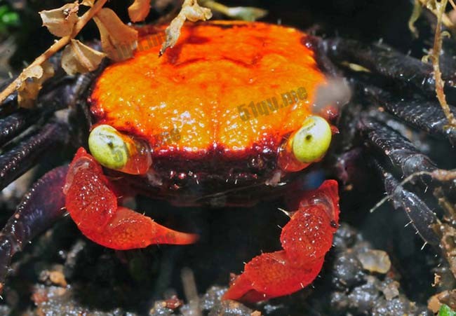 吸血鬼蟹（Geosesarma dennerle）