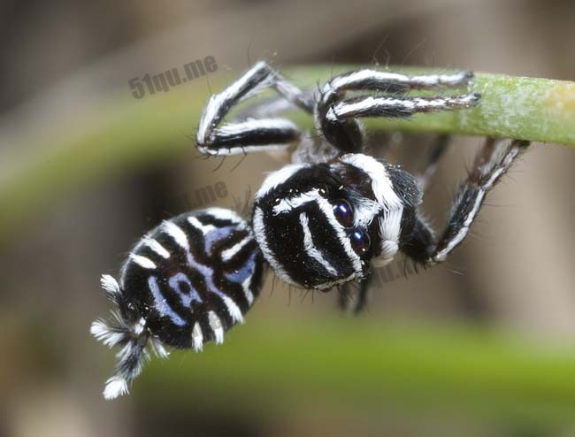 澳大利亚发现会跳求偶舞的蜘蛛