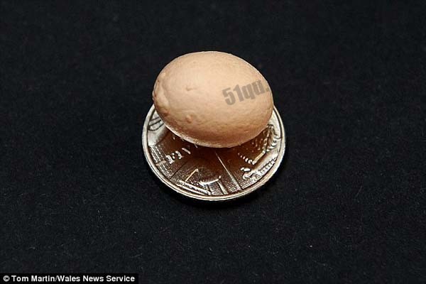 世界上最小的鸡蛋