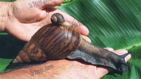 非洲玛瑙螺（giant african snail）
