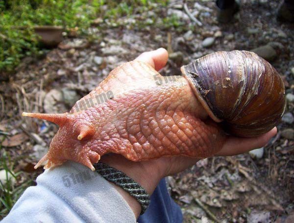 世界上最大的蜗牛