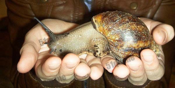 非洲玛瑙螺（giant african snail）