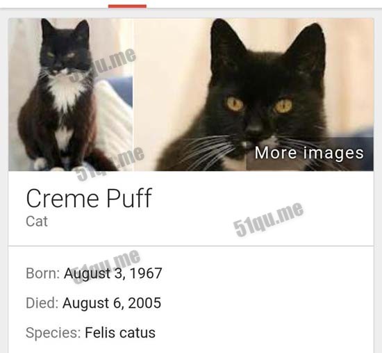 Creme Puff Cat