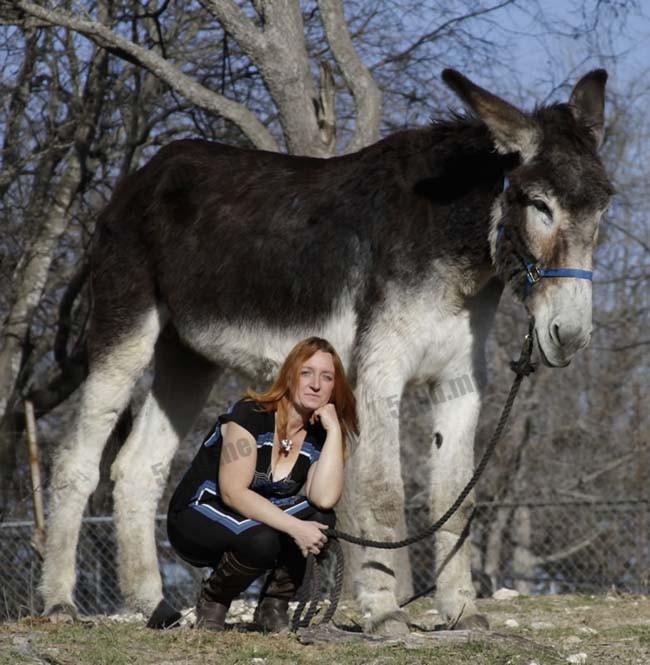 世界上最高大的驴