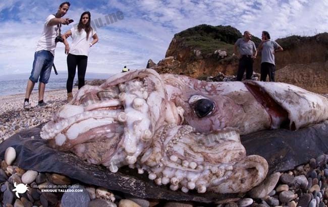 世界十大最恐怖海洋生物
