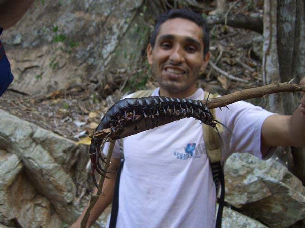 世界上最大的蜈蚣，长达62cm