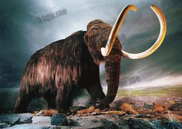 猛犸象的13个知识 公元前1650年才灭绝