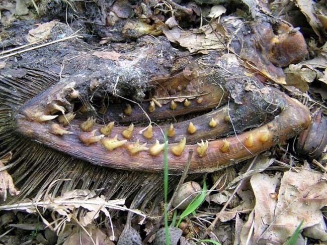 乌克兰森林发现诡异的未知生物尸骸