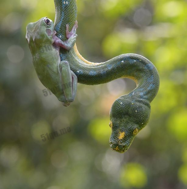 雅加达动物园拍到树蛙与蛇共舞画面