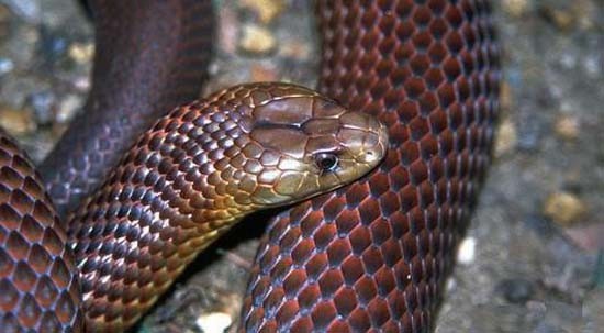 棕伊澳蛇(King Brownsnake、Pseudechis Australis)