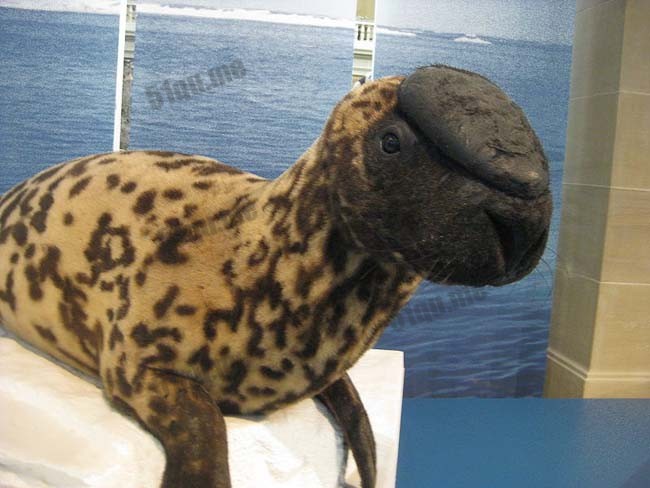 神秘的冠海豹(The Unearthly Hooded Seal)