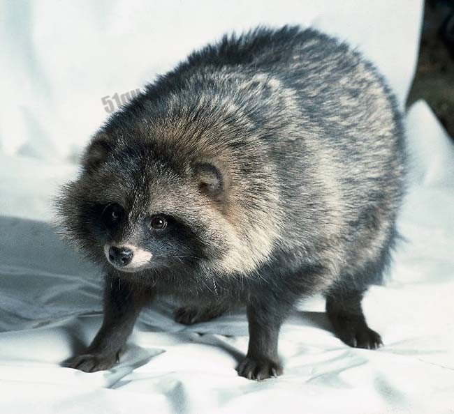 貉(The Racoon Dog)