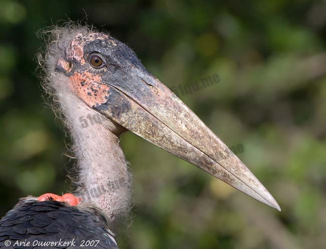 令人作呕的秃鹰和鹳(Disgusting Vultures And Storks)