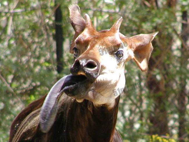 霍加皮的奇异舌头(Okapi’s Bizarre Tongue)