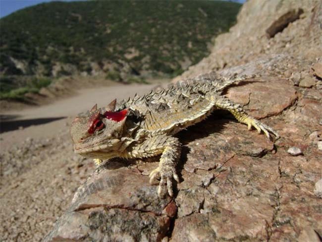 血泣蜥蜴(The Blood-Squirting Lizard)