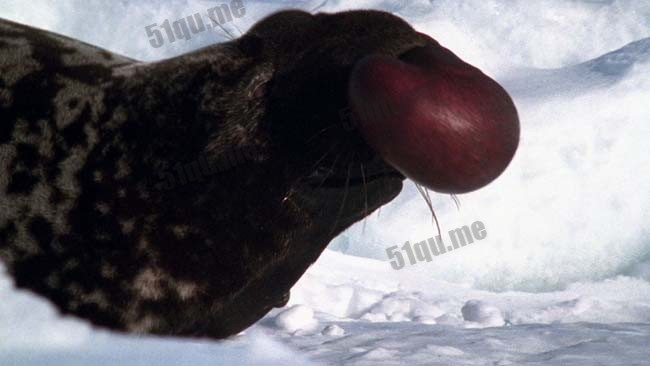 神秘的冠海豹(The Unearthly Hooded Seal)