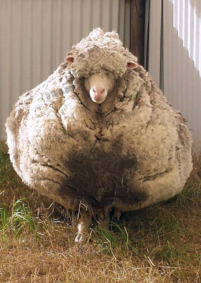 澳流浪羊5年没剪毛成怪物