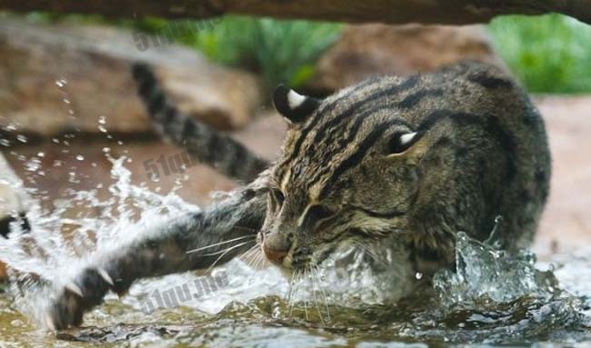 柬埔寨再拍到湿地环境的神秘钓鱼猫