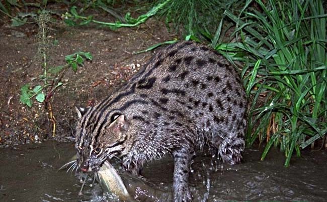 钓鱼猫（Prionailurus viverrinus）