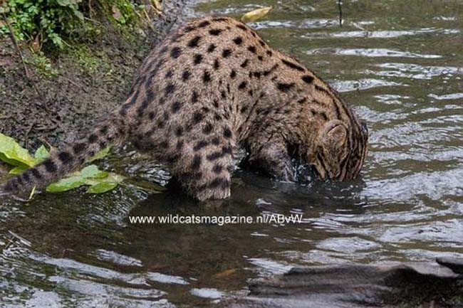 钓鱼猫（Prionailurus viverrinus）