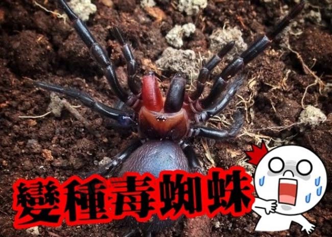 澳森林发现变种漏斗网蜘蛛 血红毒牙可释毒液