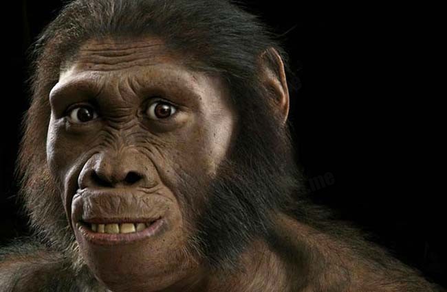 新人种纳莱蒂人（Homo naledi）