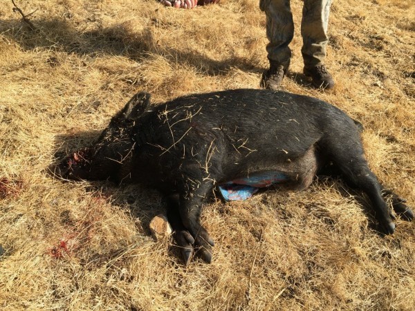 美国猎人捕杀野猪 剖开肚子竟是蓝色