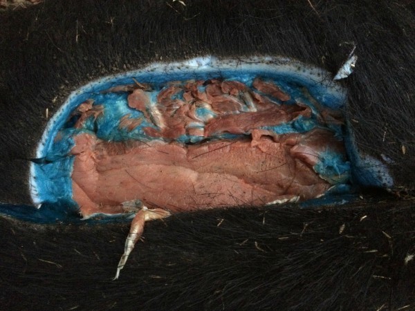 美国猎人捕杀野猪 剖开肚子竟是蓝色