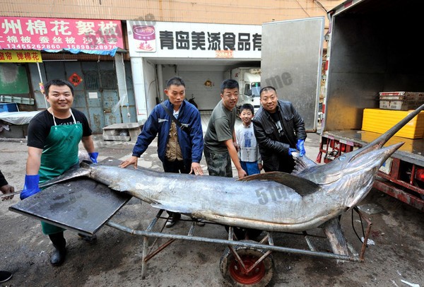 青岛渔民破纪录在黄海捕获重达619斤的大箭鱼 