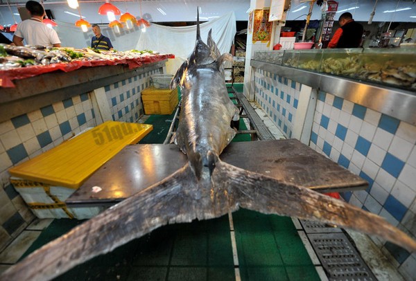 青岛渔民破纪录在黄海捕获重达619斤的大箭鱼 