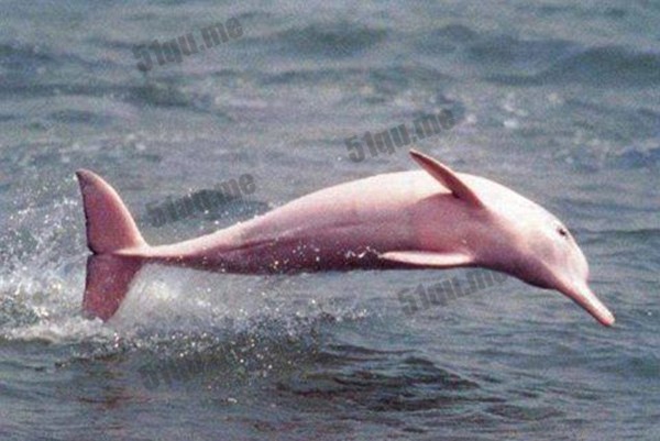 美国加尔卡修湖现罕见粉红色海豚