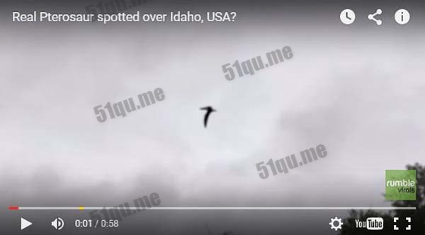 爱达荷州拍到史前灭绝的翼手龙？