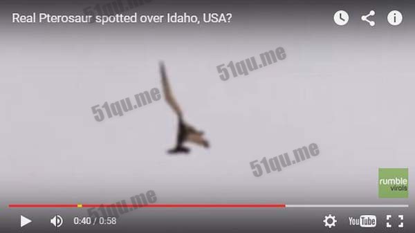 爱达荷州拍到史前灭绝的翼手龙