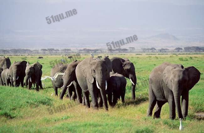 世界上最大的大象