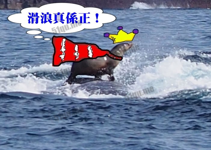 澳海豹竟然站在座头鲸背部上玩冲浪
