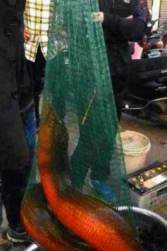 世界上最大的黄鳝