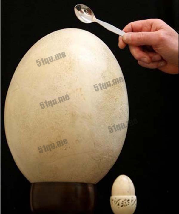 世界上最大的蛋