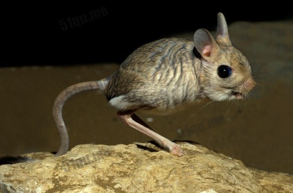 超可爱的沙漠小跳鼠