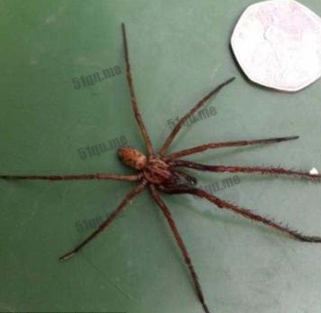 英国柴郡民居遭受巨型蜘蛛群袭击