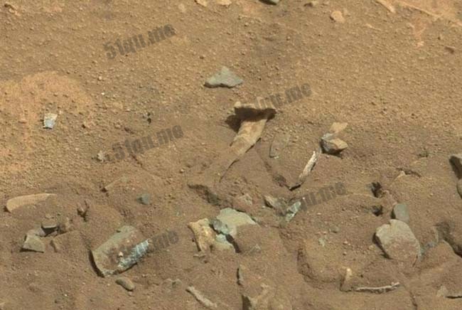 火星人类大腿骨