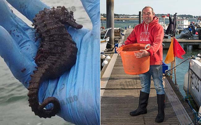 英国渔民捕获巨型海马 较平常大一倍
