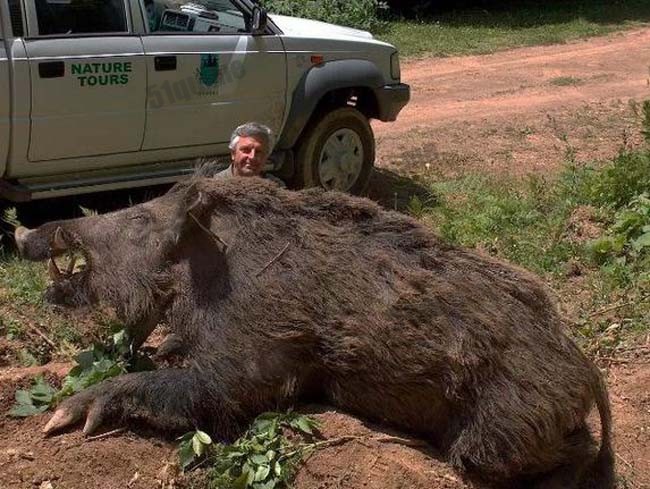 世界上最大的野猪