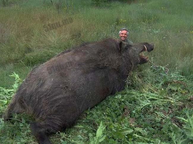 世界上最大的野猪