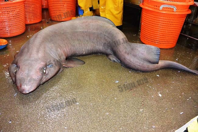 苏格兰海域捕到一条丑陋的拟皱唇鲨