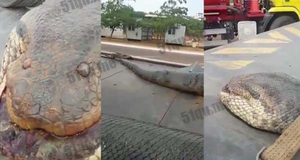世界上体型最大的蛇