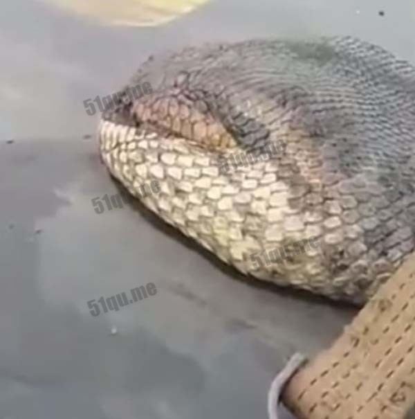 泰国曼谷抓到世界上体型最大的蛇