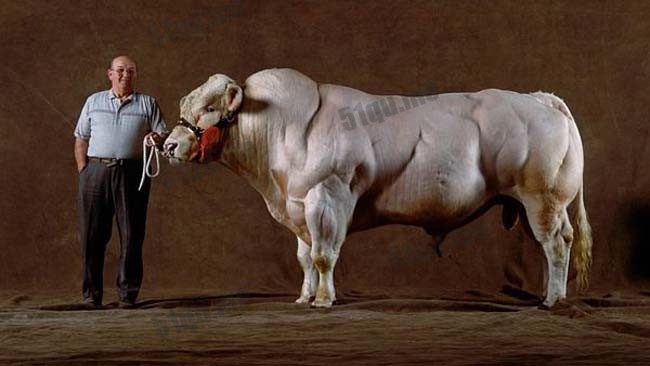世界上最强壮的牛belgické modrobílé