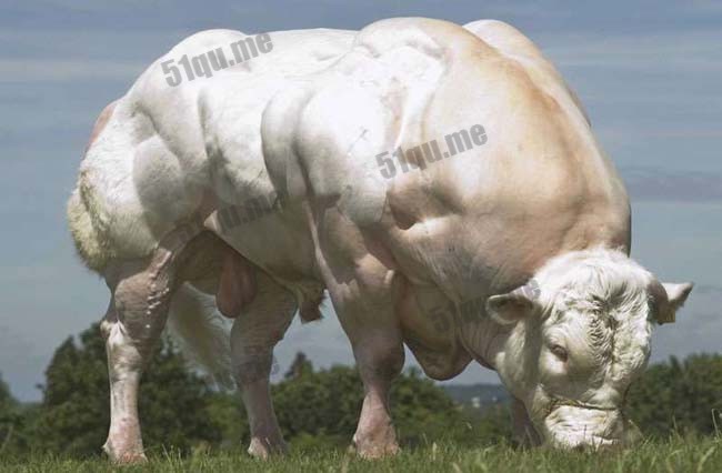 世界上最强壮的牛比利时蓝白花牛